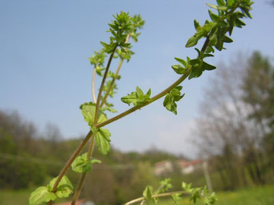 Common speedwell Common speedwell