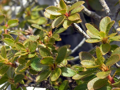 Hairy Alpenrose