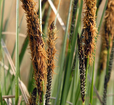 Carex acutiformis Ehrh.