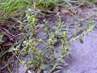 Yard knotweed