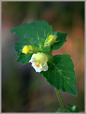 Galeopsis tetrahit,
bristlestem hempnettle,
brittle-stem hemp-nettle,
brittlestem hempnettle,
Canapa selvatica,
Canapetta comune,
common hemp-nettle,
galeopse,
gale&oacute;pse-comum,
Gemeiner Hohlzahn,
Hemp Nettle,
hemp-nettle