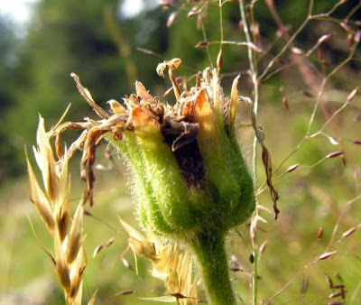 European arnica