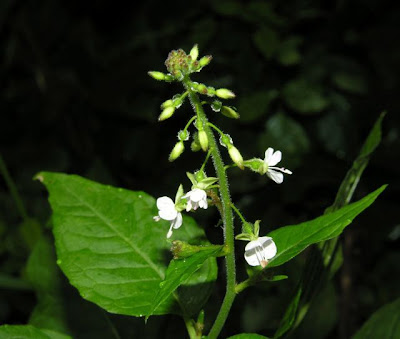 Enchanter's Nightshade