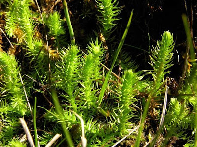 Inundated clubmoss