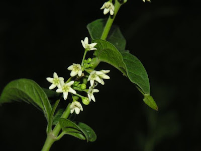 Vincetoxicum hirundinaria Medicus