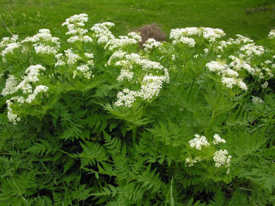 Anise Anise