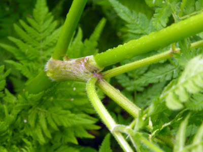Anise Anise