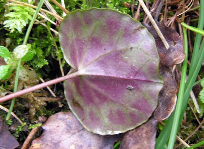 Cyclamen d'Europe Cyclamen d'Europe