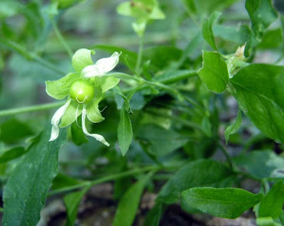 Berry Catchfly Berry Catchfly