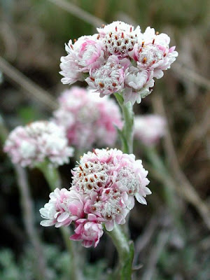 Antennaria dioica (L.) Gaertn.
