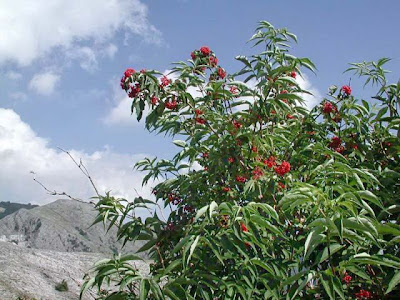 European red elder