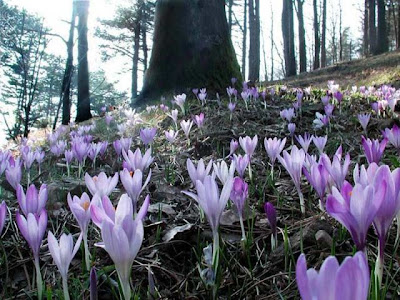 Crocus vernus,
,
dutch crocus,
Spring Crocus,
Zafferano alpino,
Zafferano maggiore