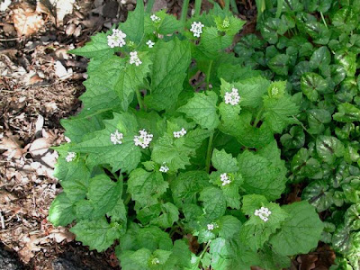Garlic-mustard