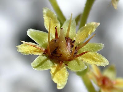 Yellow mountain saxifrage Yellow mountain saxifrage