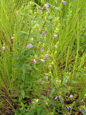 Scutellaria galericulata L.