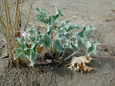 Calcatreppola marittima