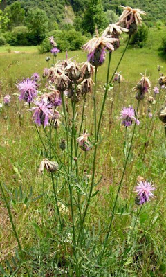 Greater knapweed Greater knapweed