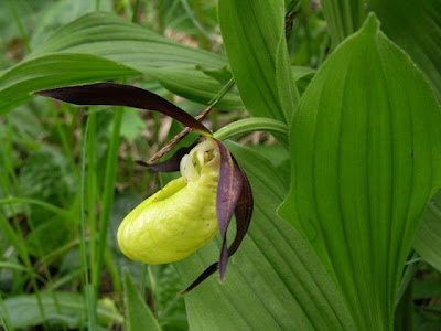 Yellow Lady's Slipper
