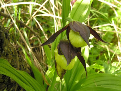 Yellow Lady's Slipper