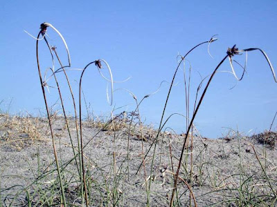 Cyperus capitatus Vand.