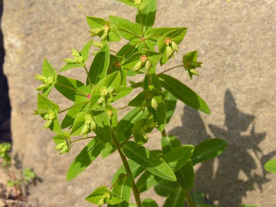 Euphorbia dulcis L.
