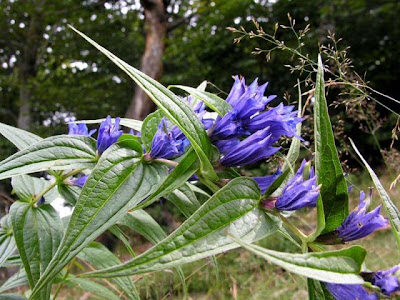 Genziana asclepiade