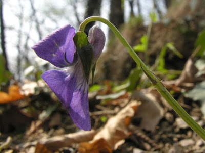 Dog violet Dog violet