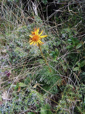 Jacobaea abrotanifolia,
Senecione abrotanico