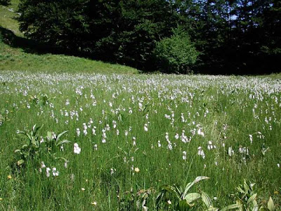 Eriophorum latifolium Hoppe