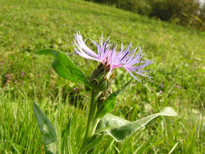 Fiordaliso di Trionfetti