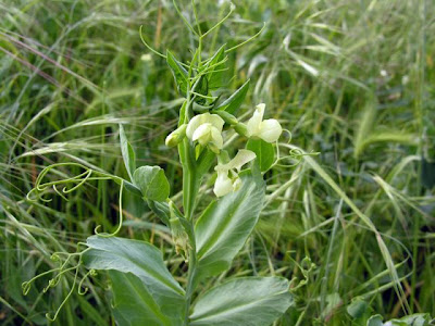 Cyprus-vetch