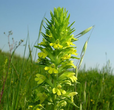 Yellow glandweed Yellow glandweed