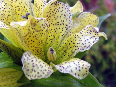Genziana punteggiata