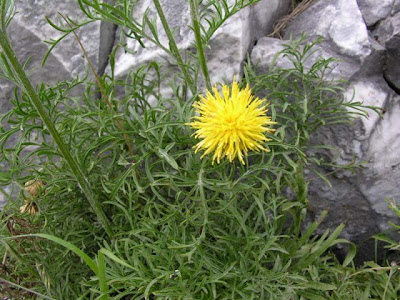 Centaurea rupestris L.