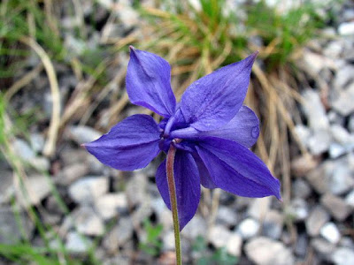 Einsel's Columbine