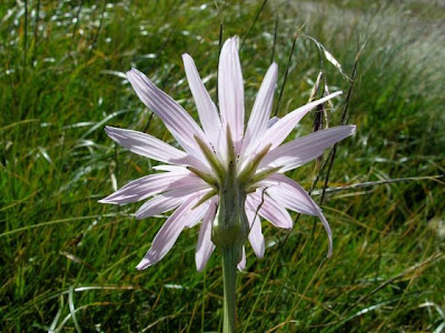 Scorzonera purpurea,
Purple Viper's Grass,
Scorzonera purpurea