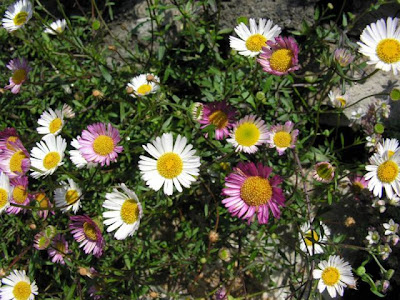 CÚspica karvinskiana CÚspica karvinskiana