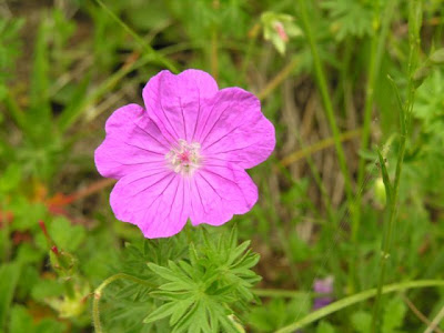 Bloody geranium Bloody geranium