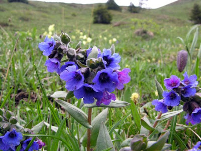 Cowslip lungwort Cowslip lungwort