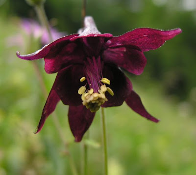 Aquilegia atrata Koch