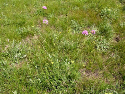Knautia velutina,
Ambretta vellutata