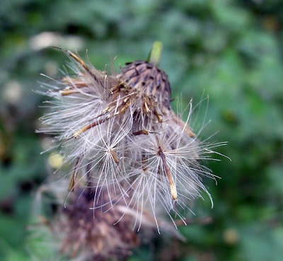 Cardo zampa d'Orso Cardo zampa d'Orso