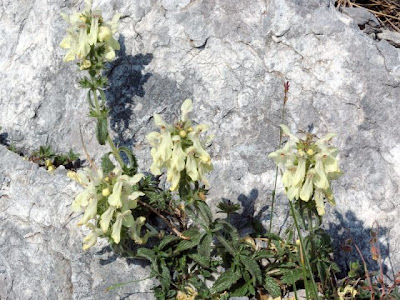 Stachys recta L.