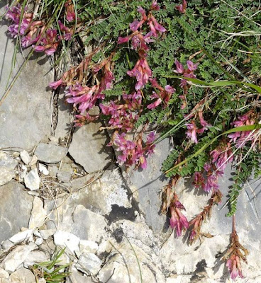 Astragalus monspessulanus,
Astragalo rosato,
Montpellier Milk Vetch