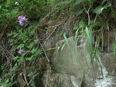 Phyteuma scorzonerifolium Vill.