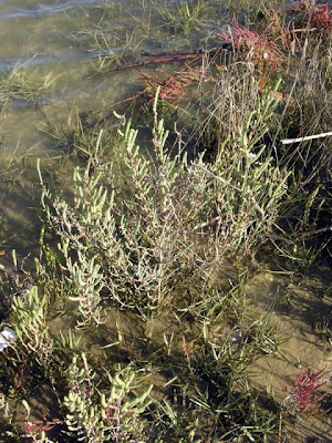 Salicornia veneta Pign. et Lausi