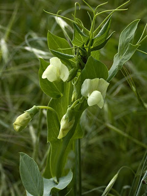 Cyprus-vetch