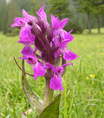 Dactylorhiza majalis