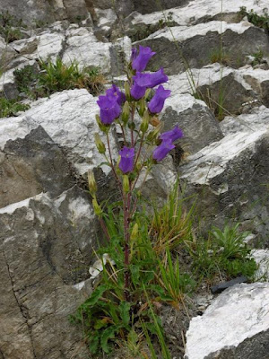 Campanula toscana Campanula toscana