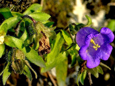 Campanula toscana